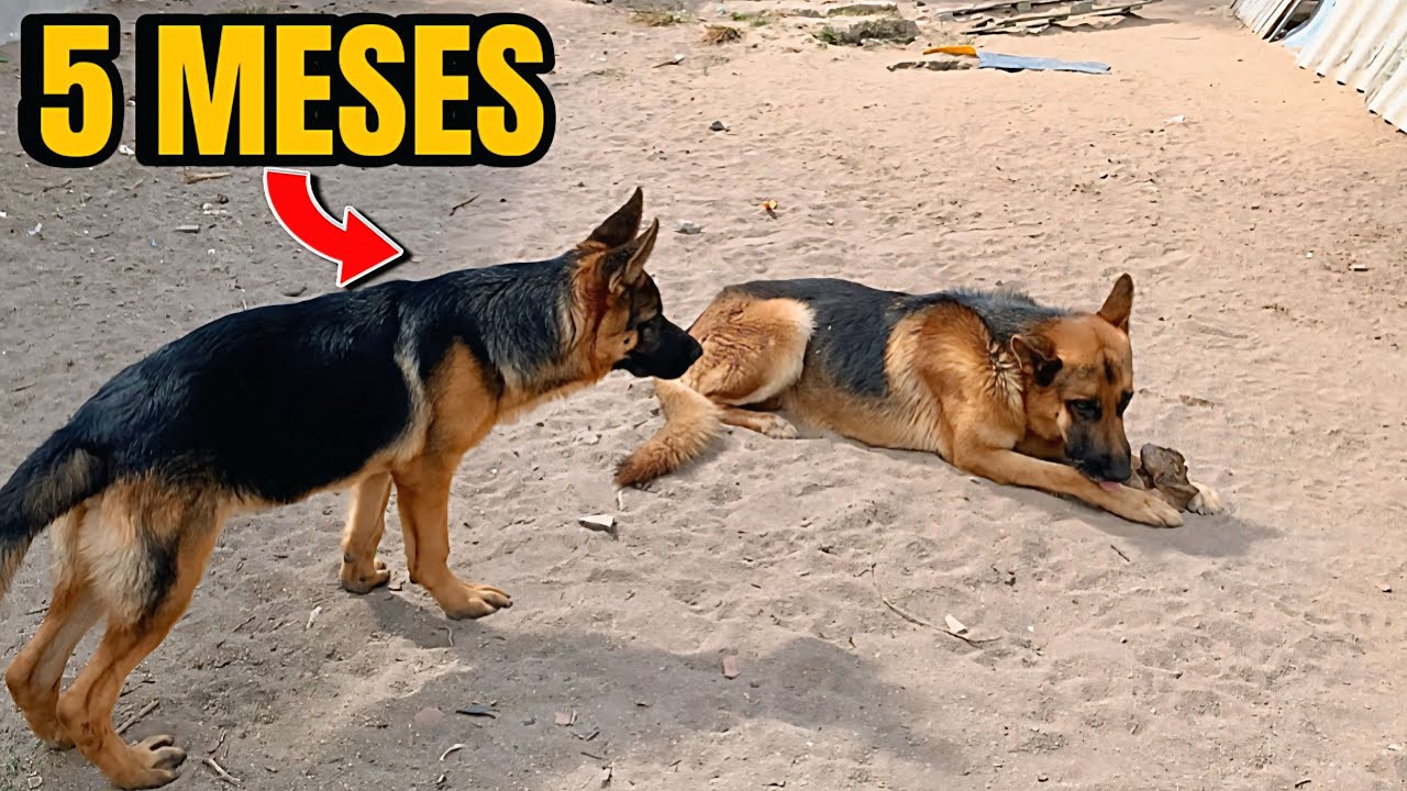 PASTOR ALEMÃO: Filhote DESAFIOU o pai e ele não perdoou 😳