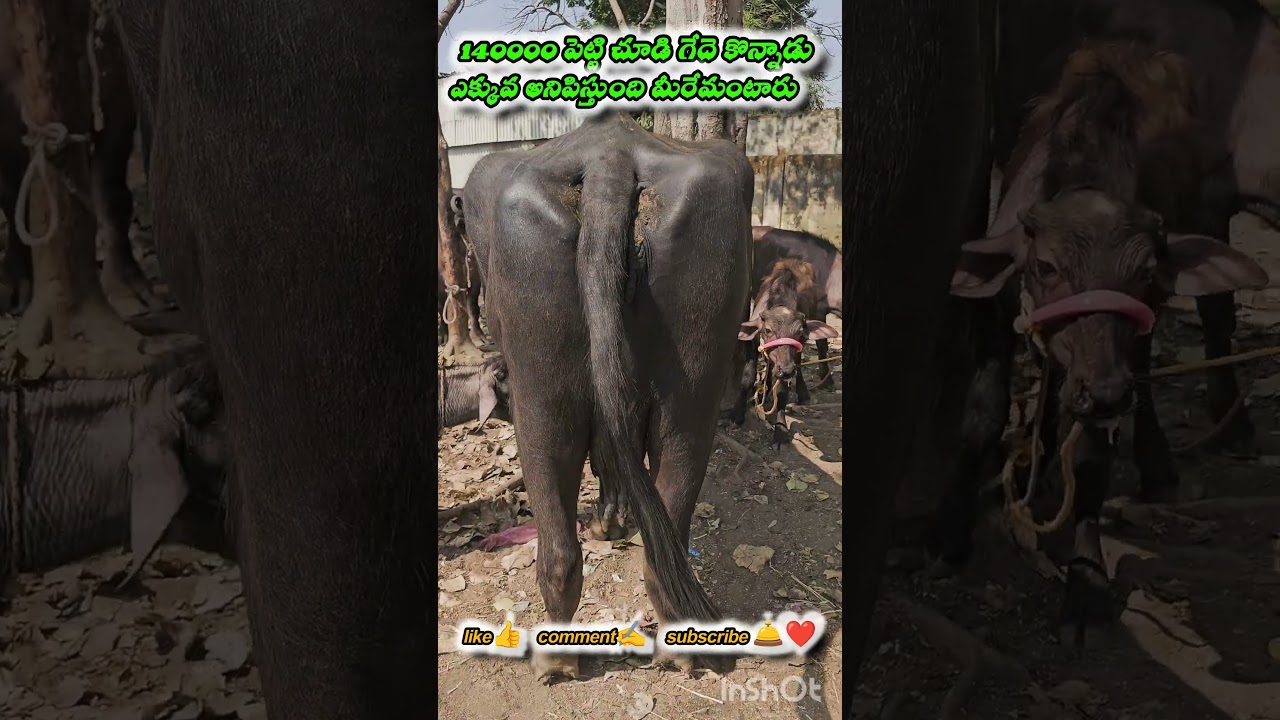 ERRAGADDA BUFFALO MARKET || ఎర్రగడ్డ గేదెల మార్కెట్ || #dairyfarming #erragadda​ #sundaymarket #agri
