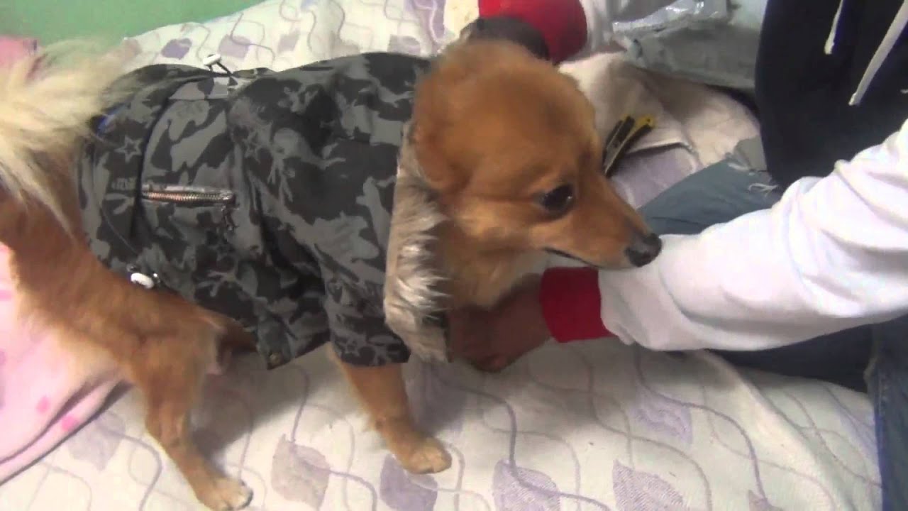 Unboxing de ropa de perro con aliexpress 32