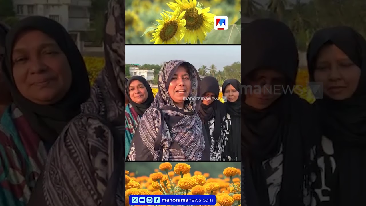 അഞ്ച് ഏക്കറിൽ നിറഞ്ഞു നിൽക്കുന്ന ബന്ദിപ്പൂക്കളും സൂര്യകാന്തിയും; വണ്ടൂരിലെ വിസ്മയം