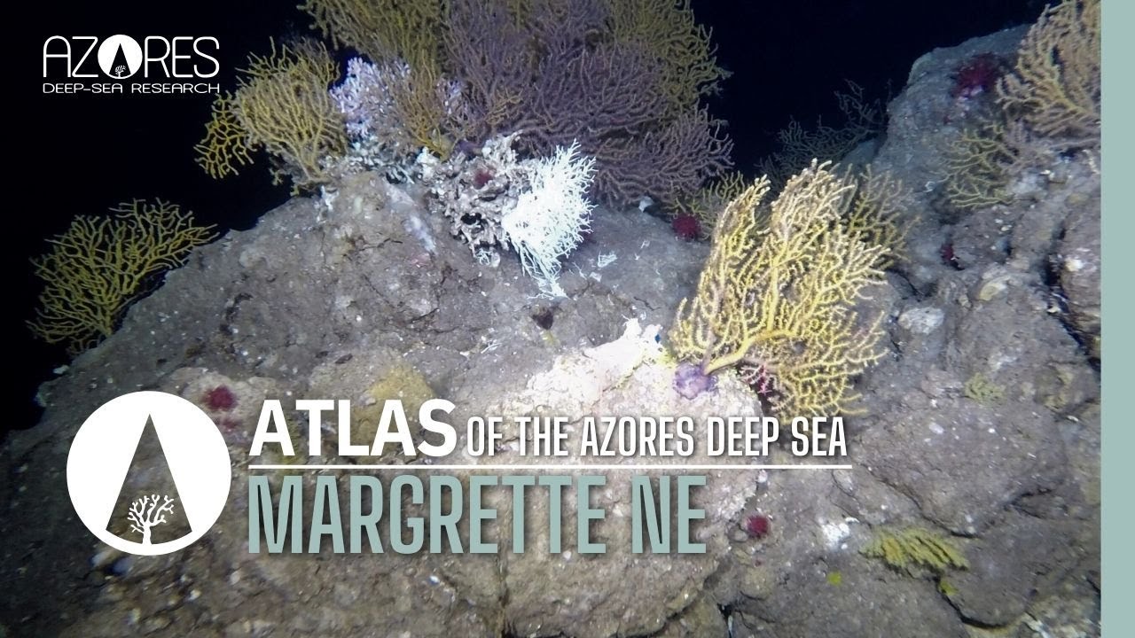 Margrette NE seamount | ATLAS of the Azores deep sea