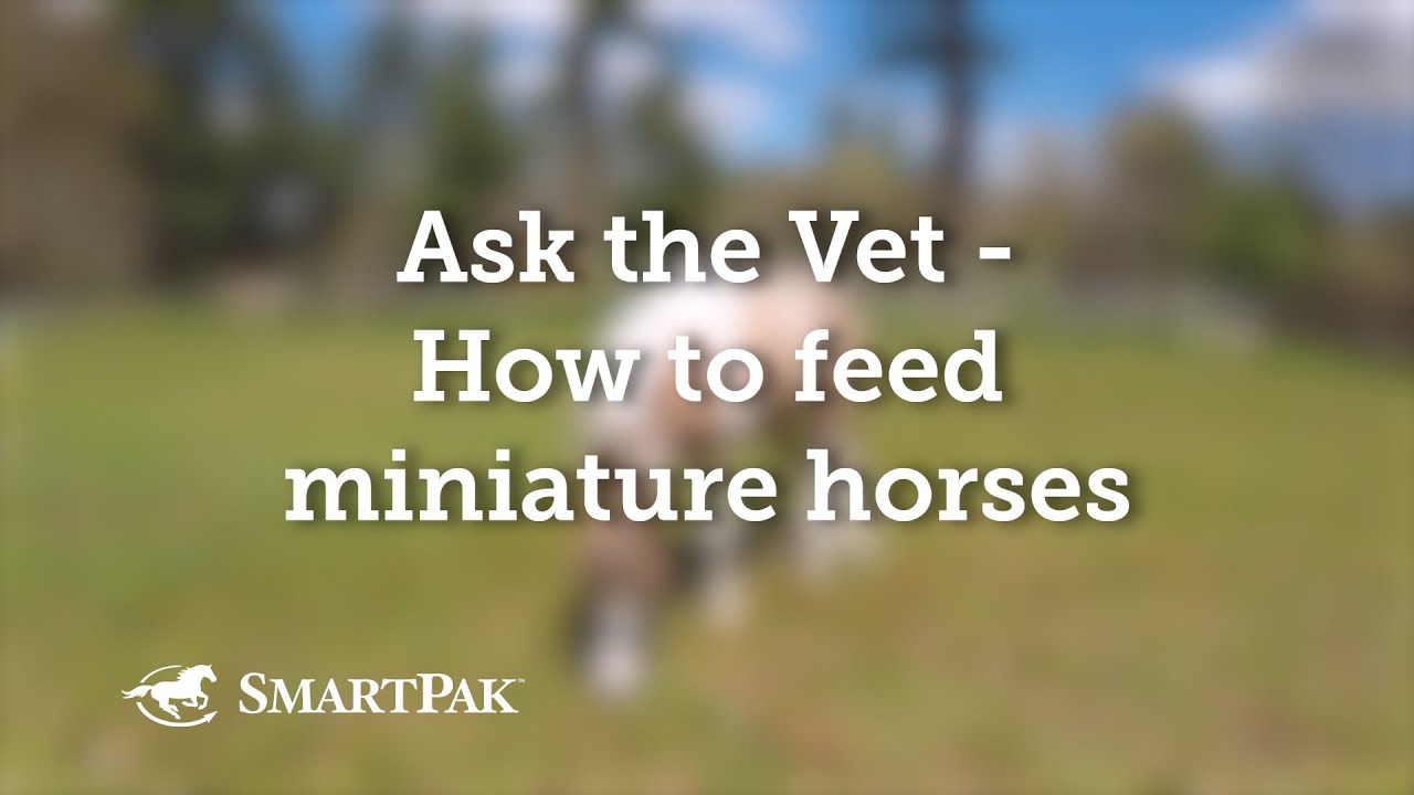 Ask the Vet - How to feed miniature horses