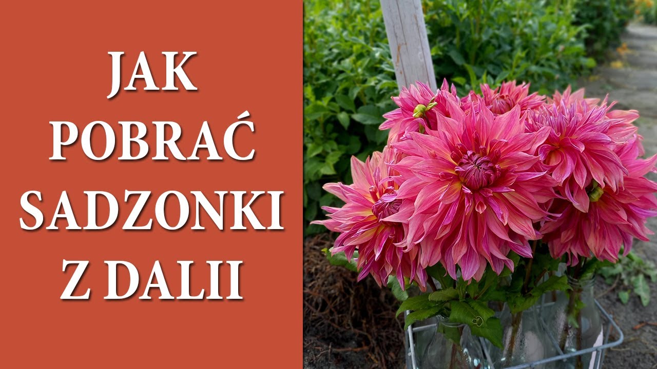 Rozmnażanie DALII przez sadzonki krok po kroku / Jak ukorzenić pędy DALII / MrsGarden