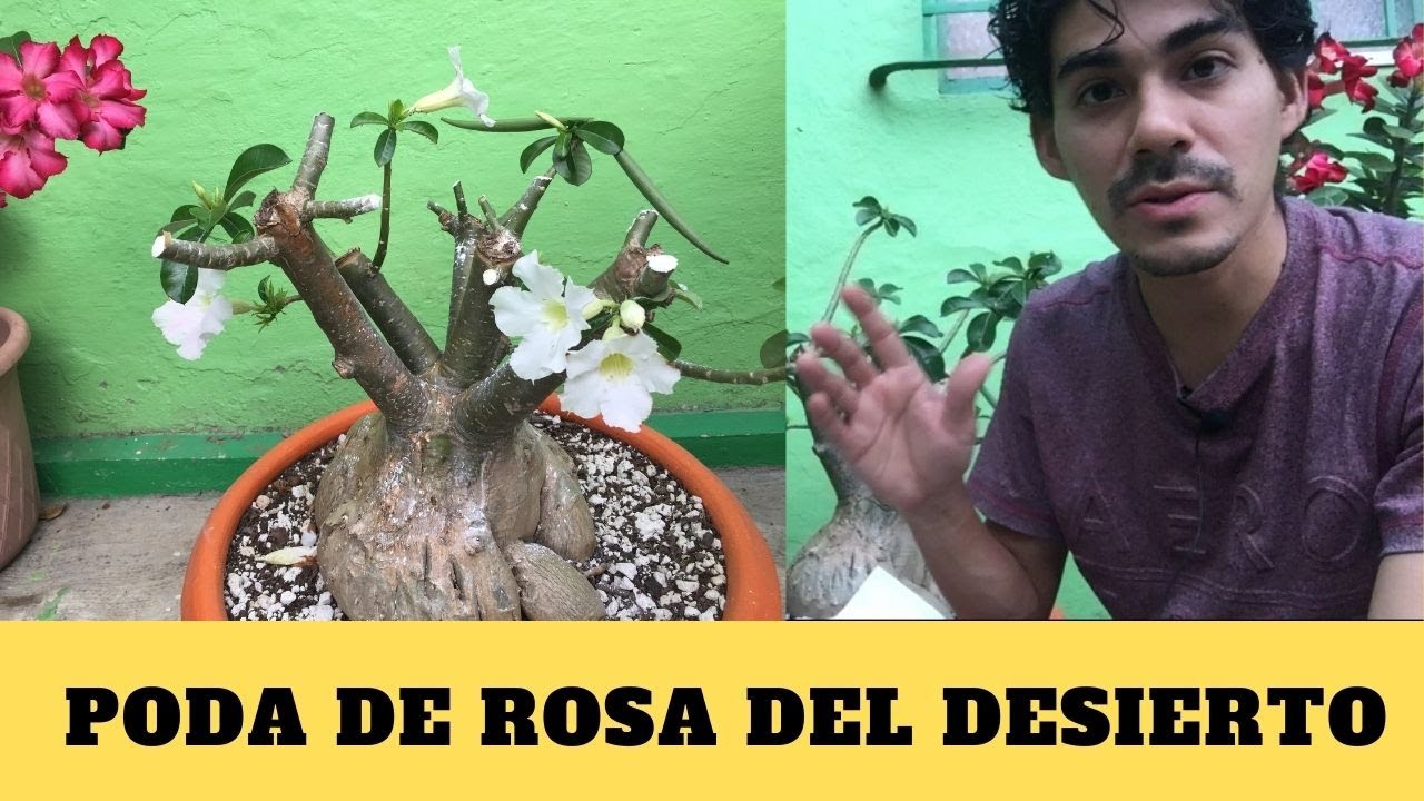 ¿Cómo Podar mi Rosa del Desierto? (Adenium)