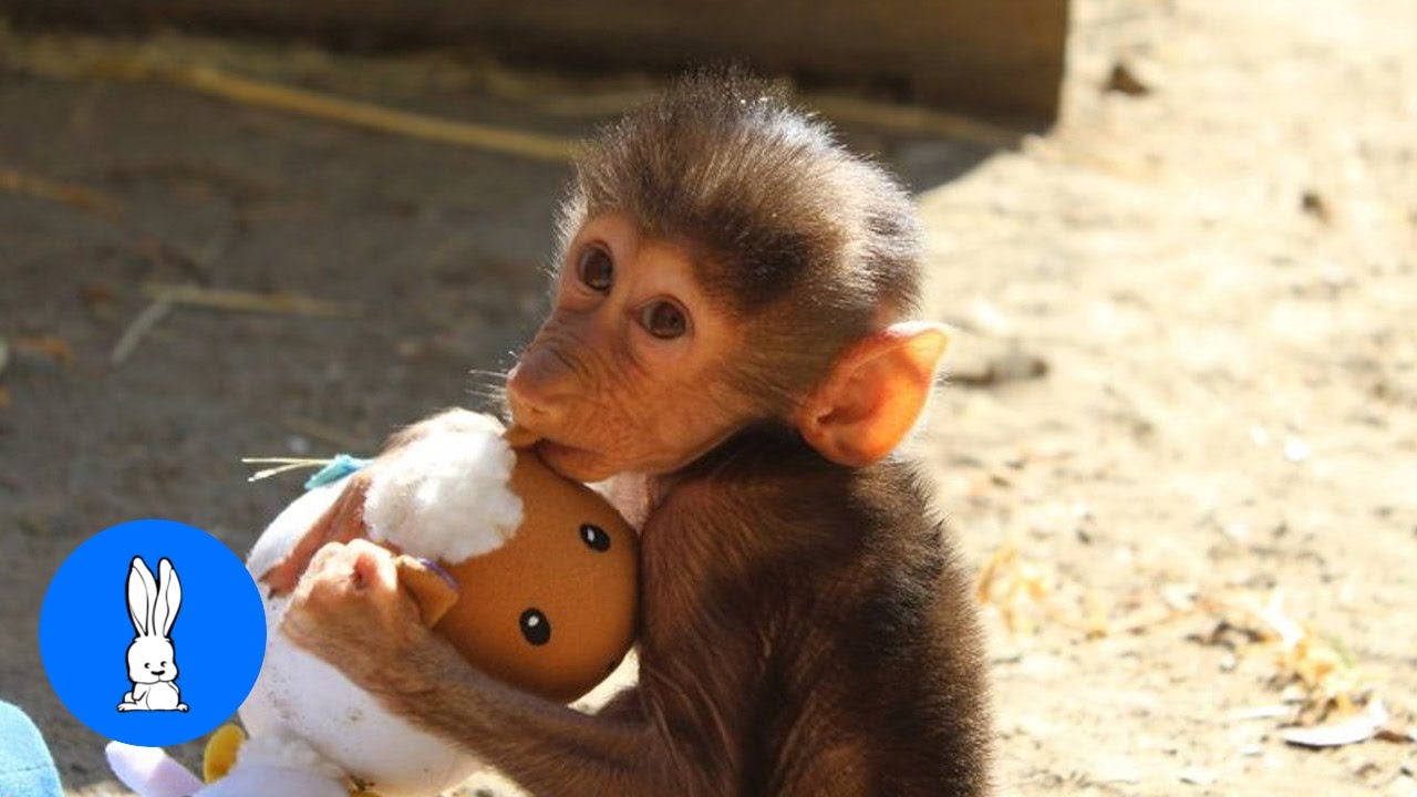 Adorable Baby Baboon Sooking - FUNNIEST Compilation
