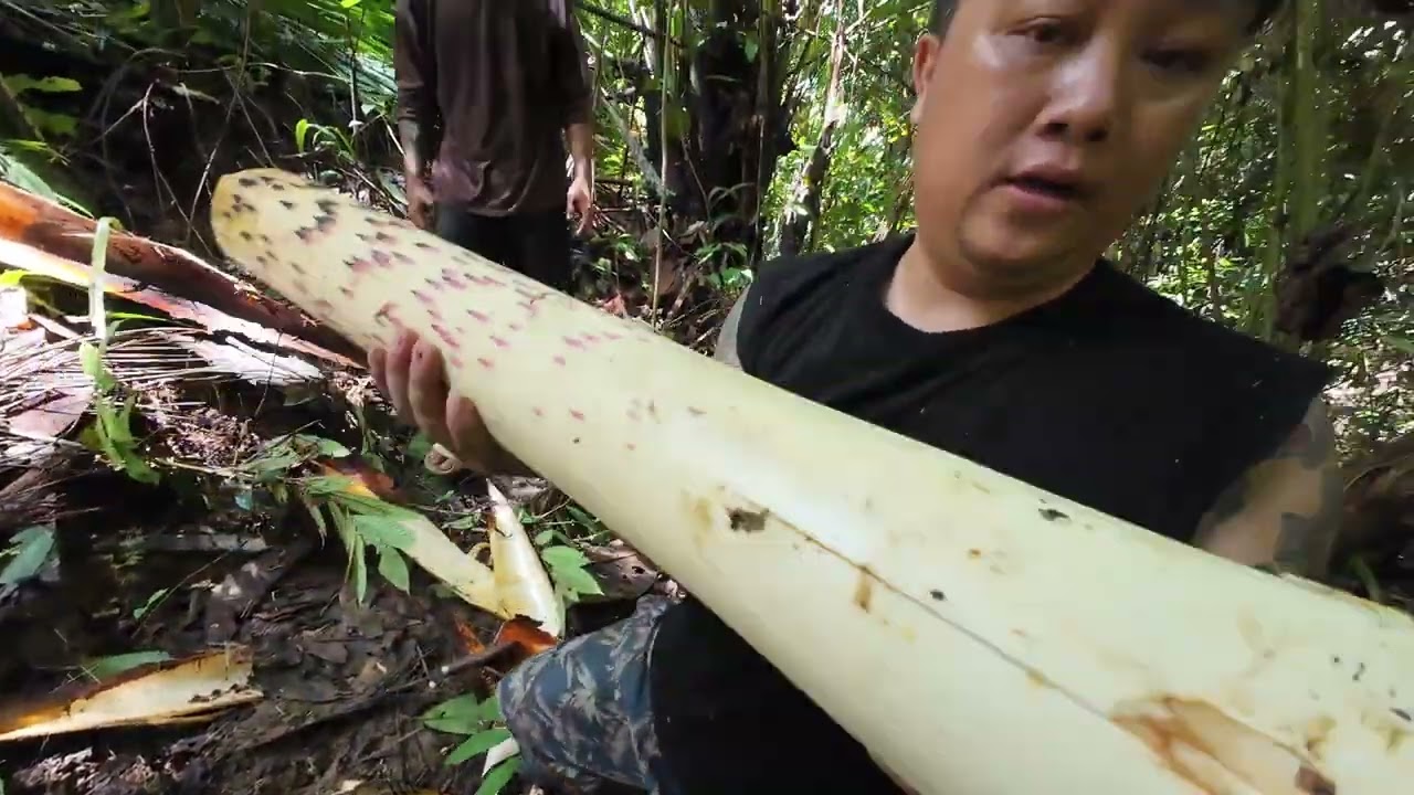 CARI SIPUT SEDUT SUNGAI // TEBANG POKOK PANTU AMBIL UMBUT // TIAP HARI CARI MAKAN //