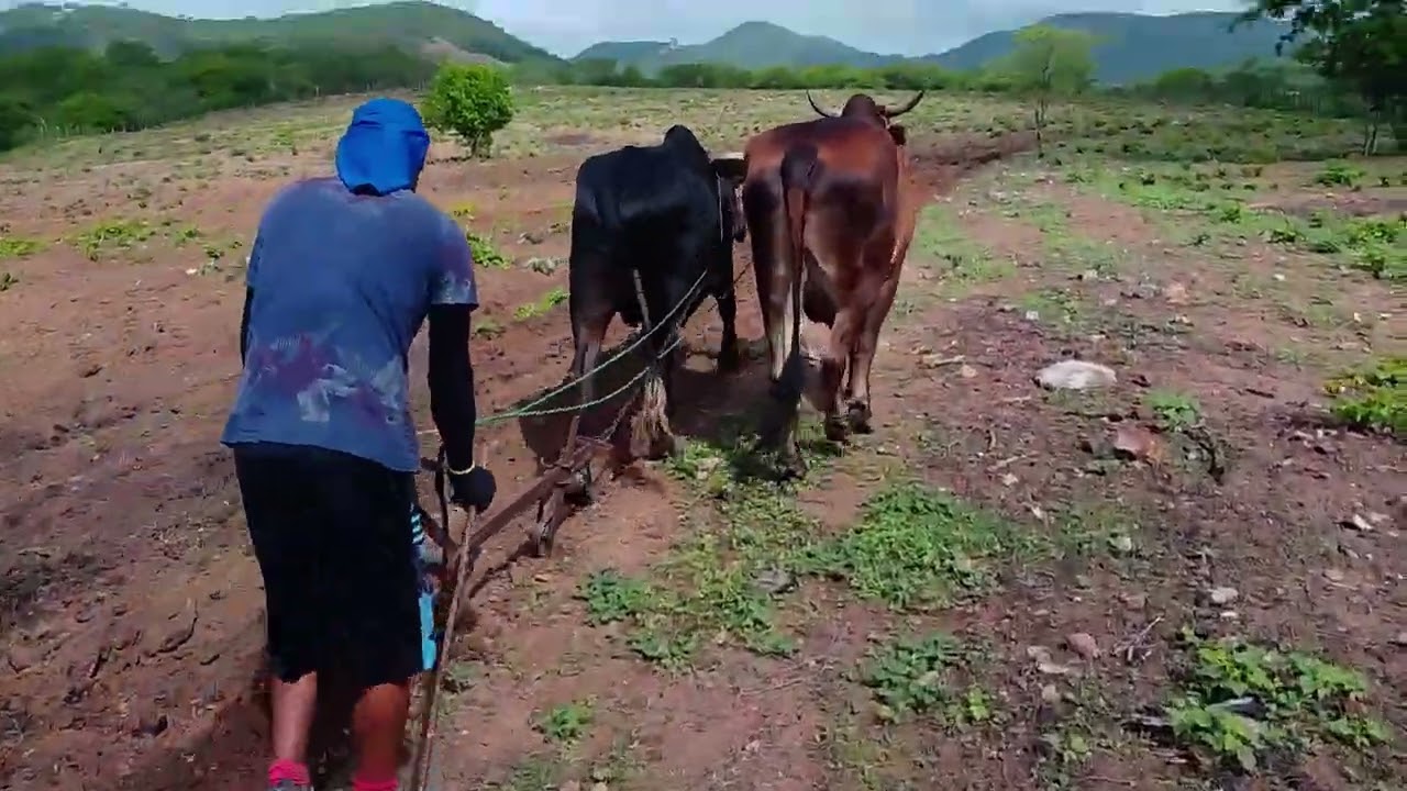 CHUVA NO SERTÃO: AS CHUVAS CHEGARAM E NELSON JÁ PARTIU PRA ARAR AS TERRAS PARA O PLANTIO!