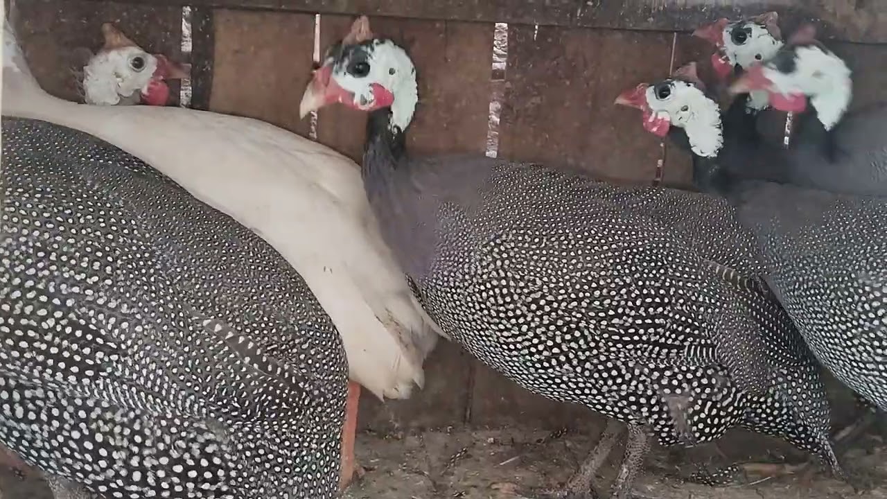 Ginifall chakor and bridal white 3 male and 9 female and egg laying start and haji manzoor Hamad