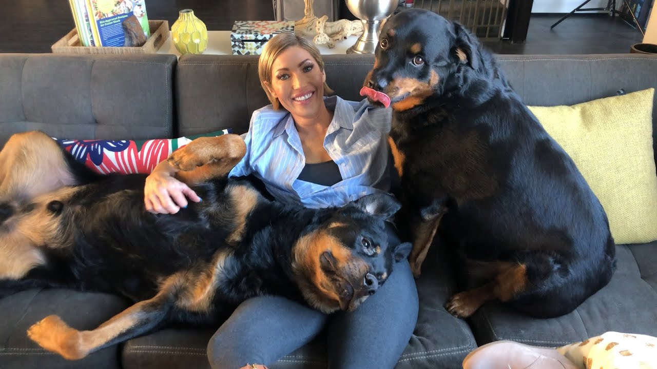 Funny Dog Compilation with Rottweilers