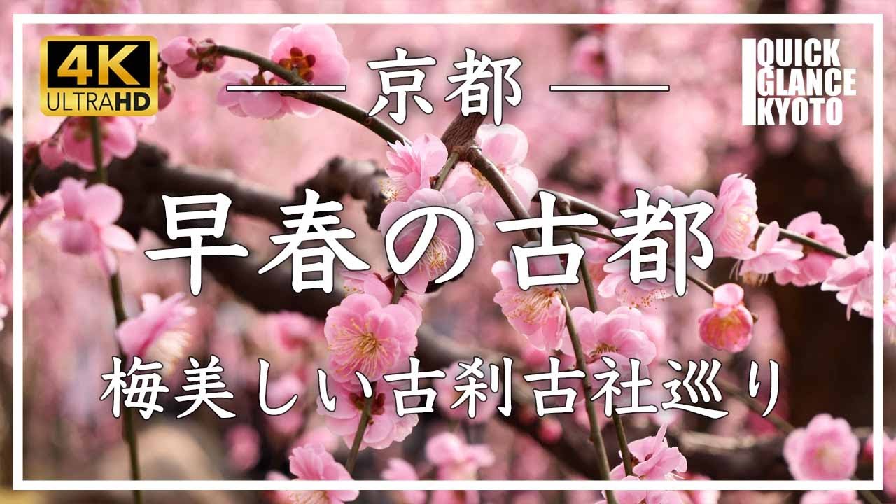 【早春の京都・梅】春の訪れを告げる梅をご覧ください。もうすぐ梅の季節、いよいよですね☺️ 三室戸寺〜北野天満宮〜梅小路公園〜城南宮〜下鴨神社〜御所〜梅宮神社〜嵐山羅漢〜車折神社〜大覚寺〜随心院など