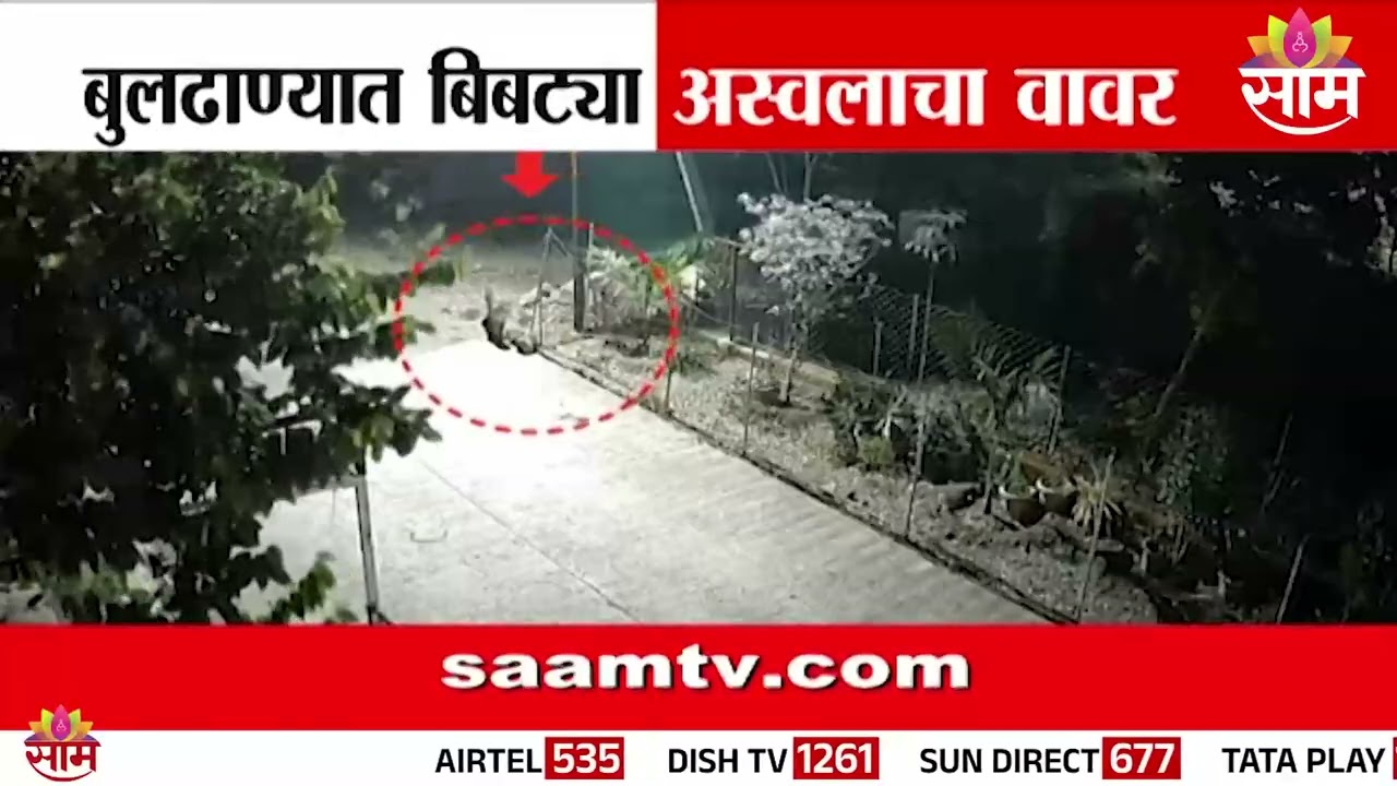 बुलढाण्यात बिबट्या, अस्वलाचा वावर | Buldhana News