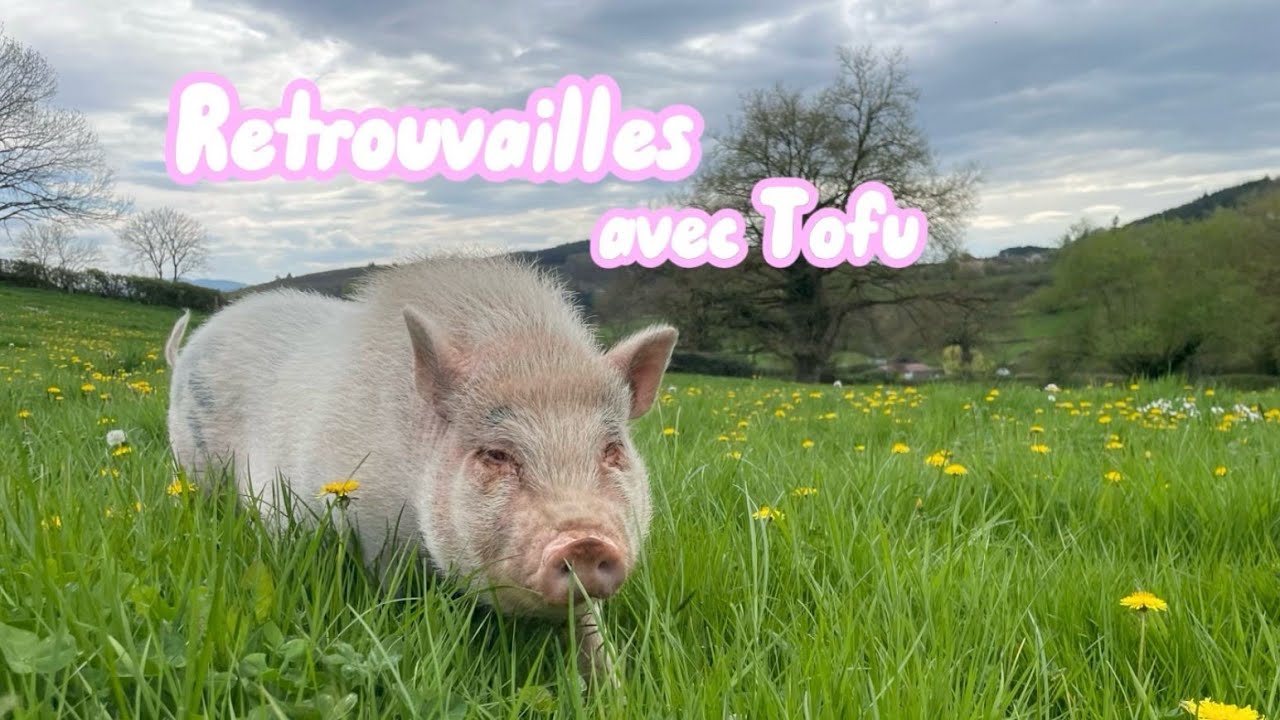 Je retrouve mon cochon après 2 mois de vacances