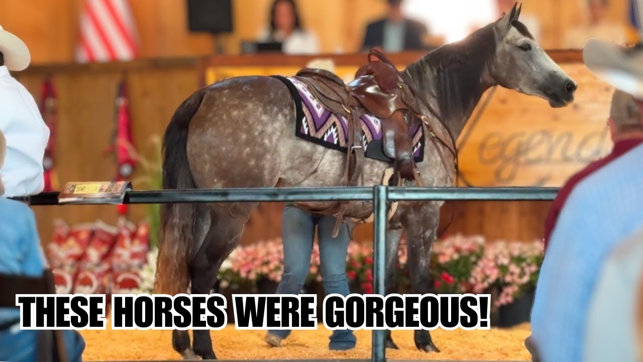 Dream horse Auction 🤩 League of Legends Invitational horse sale ❤️