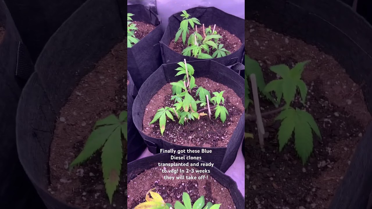 #420 #phenotype #rareplants #blaze #high #plants #marijuanagrowers #kush #weedstagram