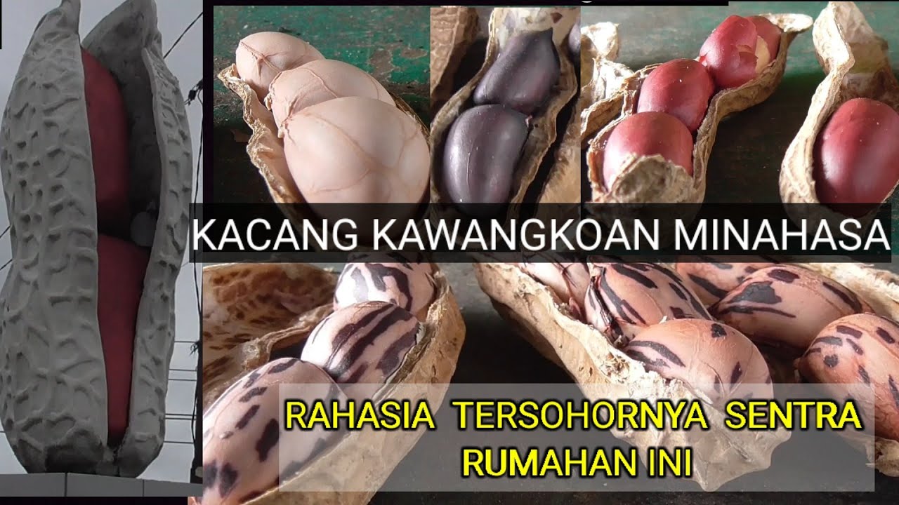 KACANG KAWANGKOAN MINAHASA INDUK PUNYA CERITA PENOLONG EKONOMI MASYARAKAT SULUT DI MASA PANDEMI