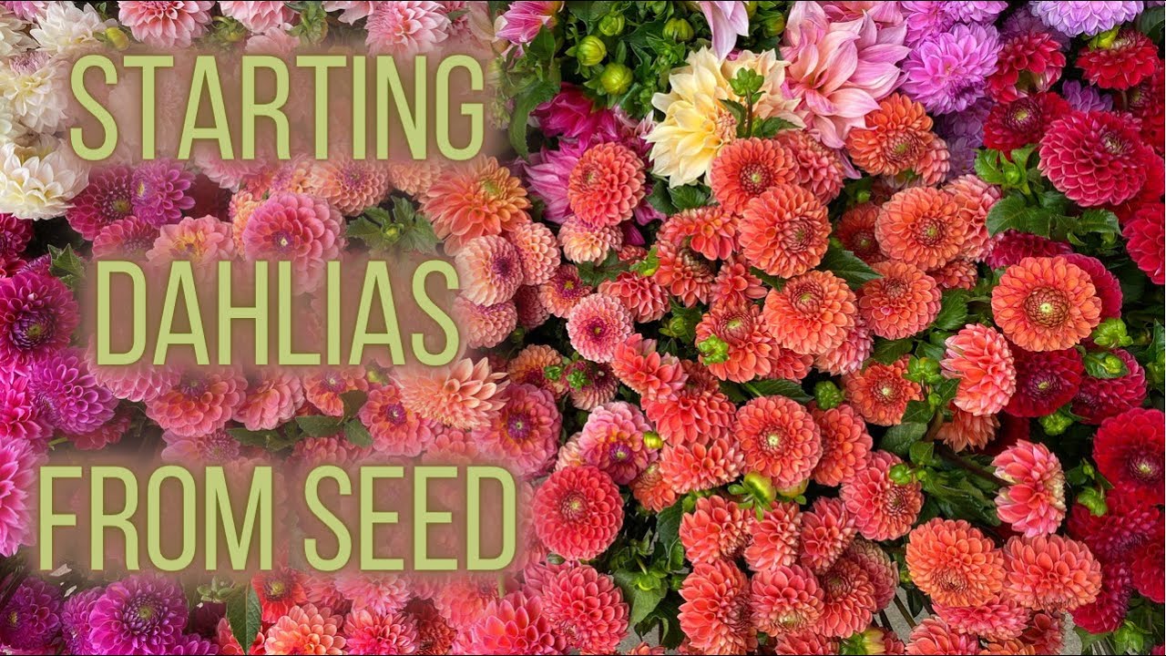 HOW TO GROW Dahlias From Seed And Care Instructions | PepperHarrow