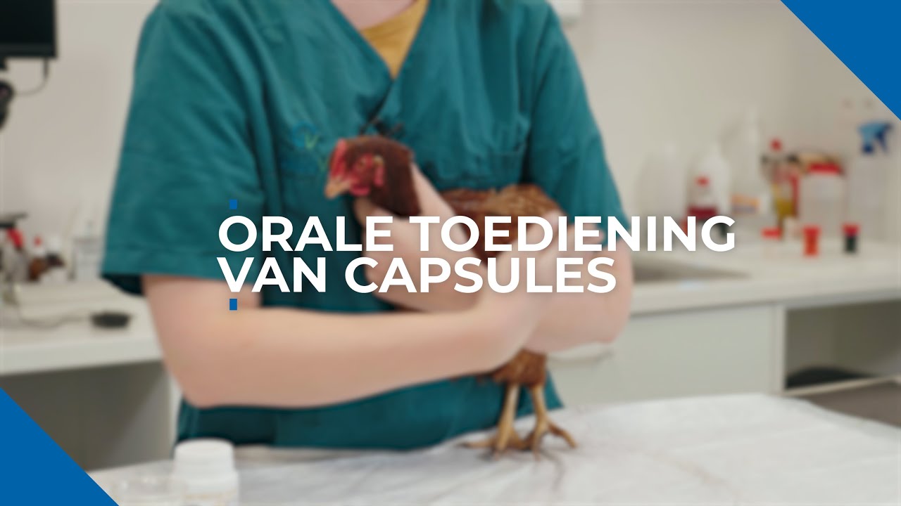 Orale toediening capsules of pillen bij kippen