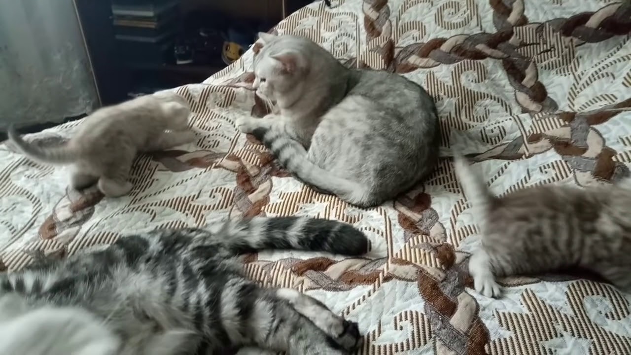 Котятам 1 месяц!