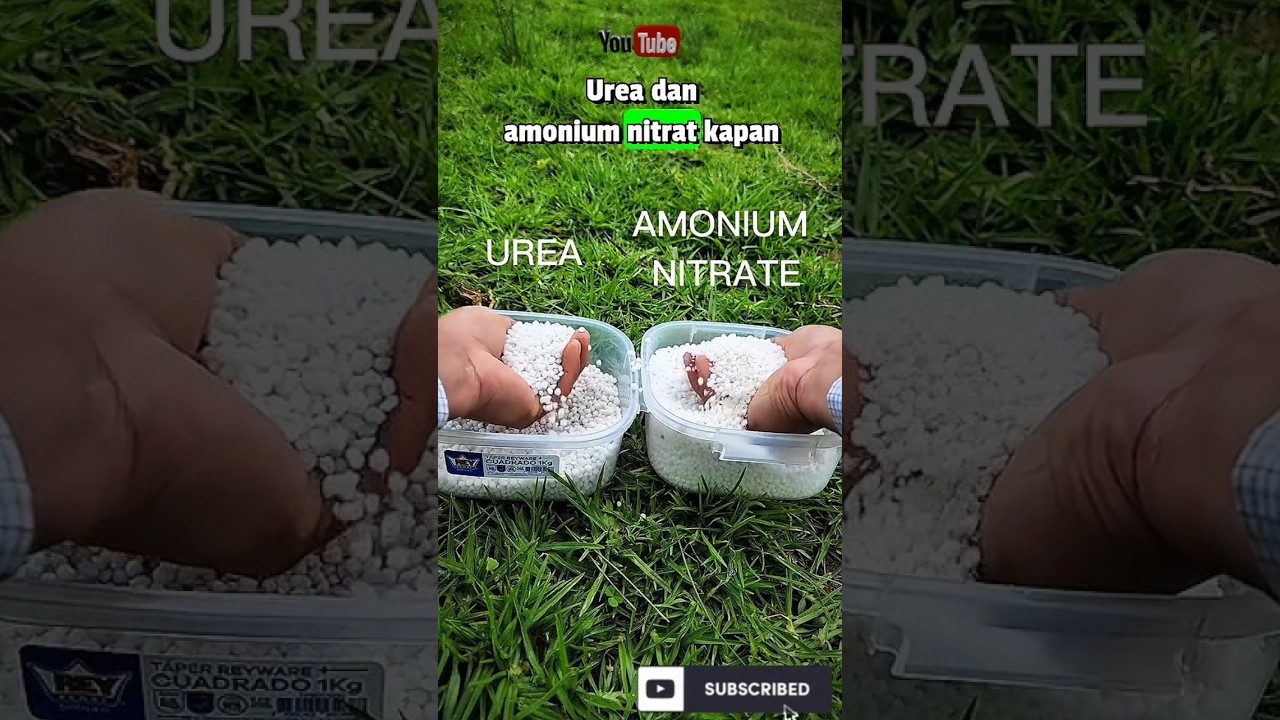 𝑼𝑹𝑬𝑨 𝑽𝑺 𝑨𝑴𝑶𝑵𝑰𝑼𝑴 𝑵𝑰𝑻𝑹𝑨𝑻 #pupuk #ureafertilizer #youtubeshorts #youtube #pertanian #hiburanrakya #tani