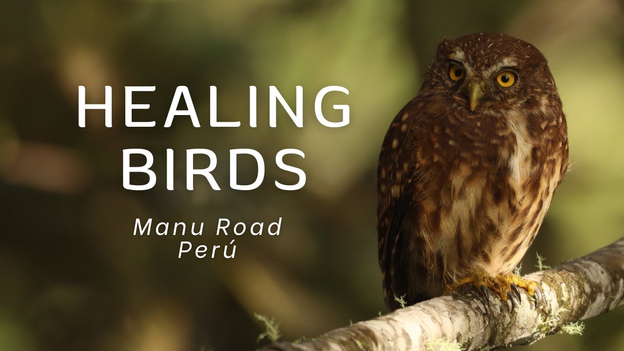 Healing birds - Birds of Manu Road