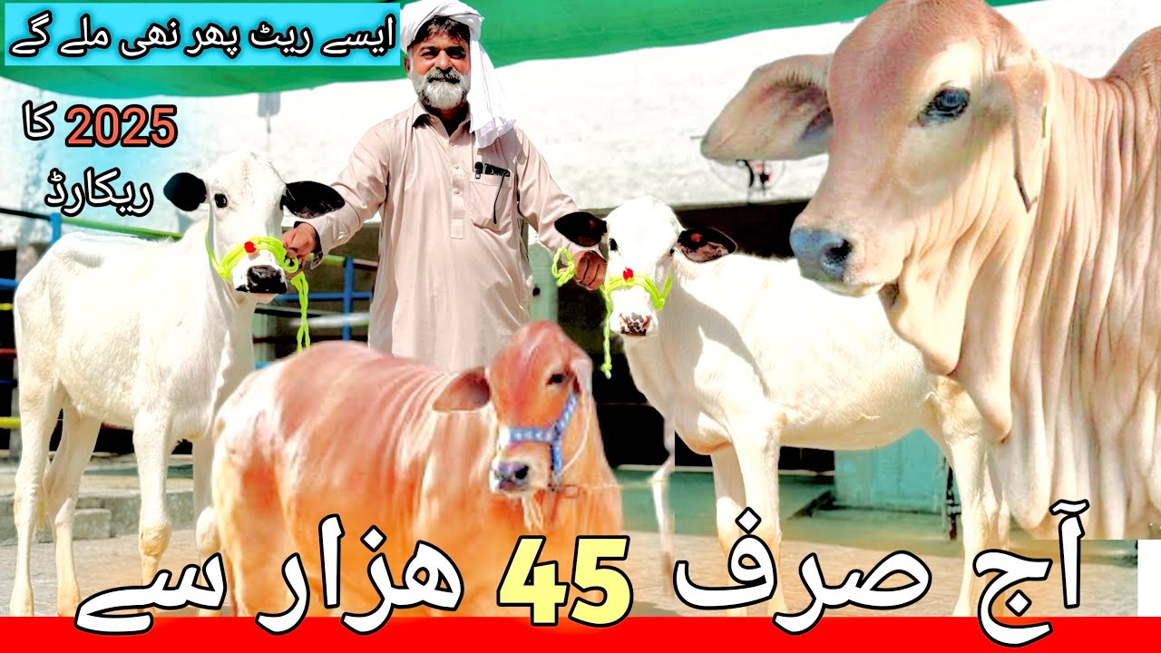 Heifers for sale in Chakwal | Cholistani Sahiwal Fathejhangi Jersey Heifers | 2025 Lowest rate ever