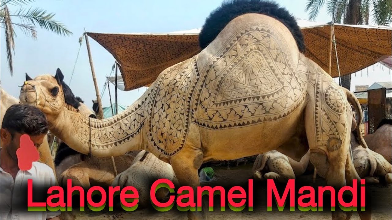 Lahore Camel Mandi 2025 | Lahore Bakra Mandi |