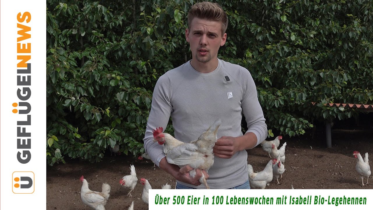 Über 500 Eier in 100 Lebenswochen ohne Mauser - Naturlandbetrieb Rupprecht mit der Rasse Isabell