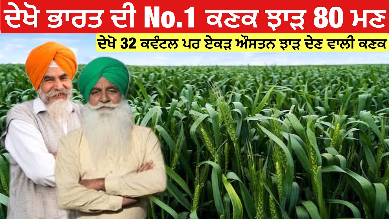 ਦੇਖੋ ਭਾਰਤ ਦੀ ਸਭ ਤੋਂ ਵੱਧ ਝਾੜ ਦੇਣ ਵਾਲੀ ਕਣਕ | India is No.1 wheat variety