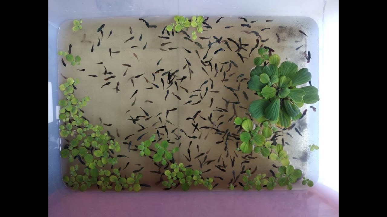Cara Merawat Burayak Ikan Cupang Agar Cepat Besar