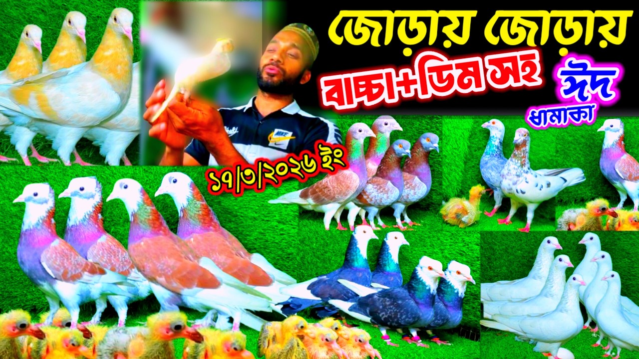 এযুগের সেরা অফারে জোড়ায় জোড়ায় বাচ্চা সহ কবুতর | এই ঈদে ৫০% ডিসকাউন্টে ৬৫+ কবুতর পাইকারি দামে কিনুন |