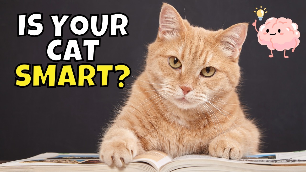 How to Test Your Cat&rsquo;s Intelligence (How Smart Are Cats?)