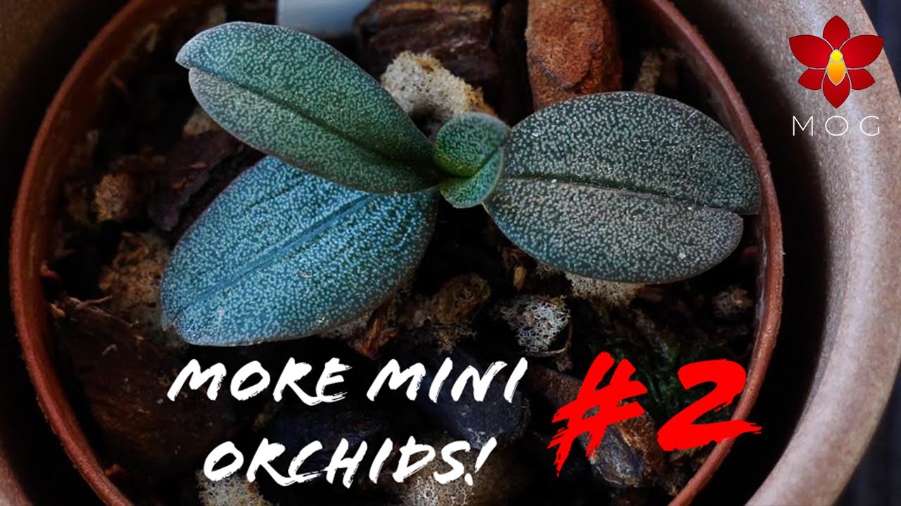 5 MORE Mini Orchids you should know about! #2- Laelia, Aerangis, Oeceoclades & more!