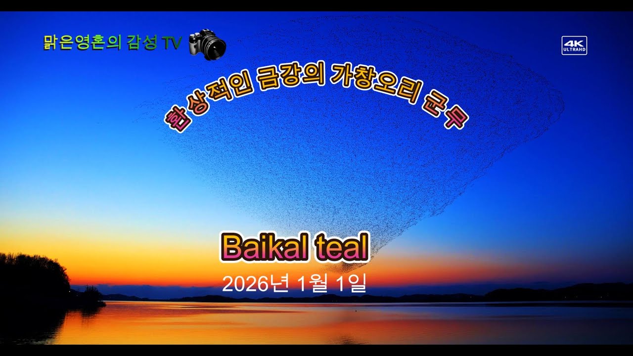환상적인 금강의 가창오리 군무    20260101