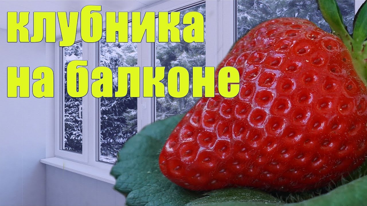 Клубника на балконе, как выращивать.