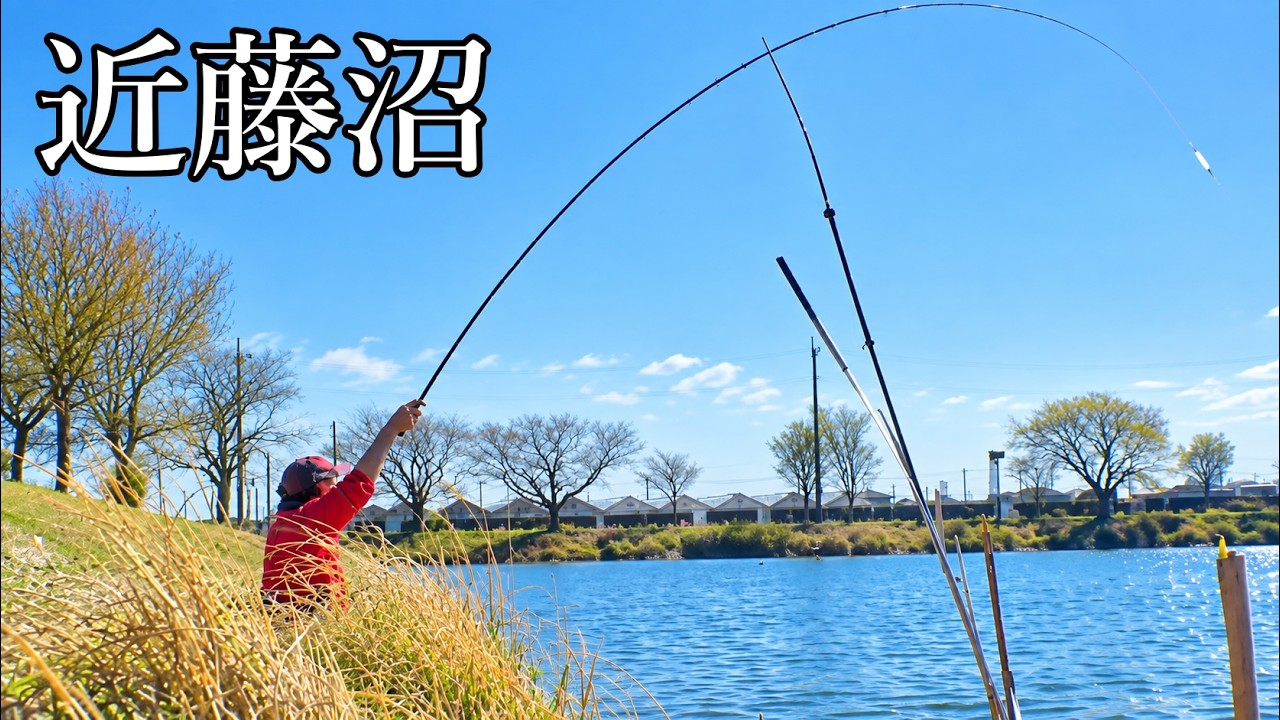 『近藤沼』巣離れ直後？　群馬前橋の桜開花予想3月23日