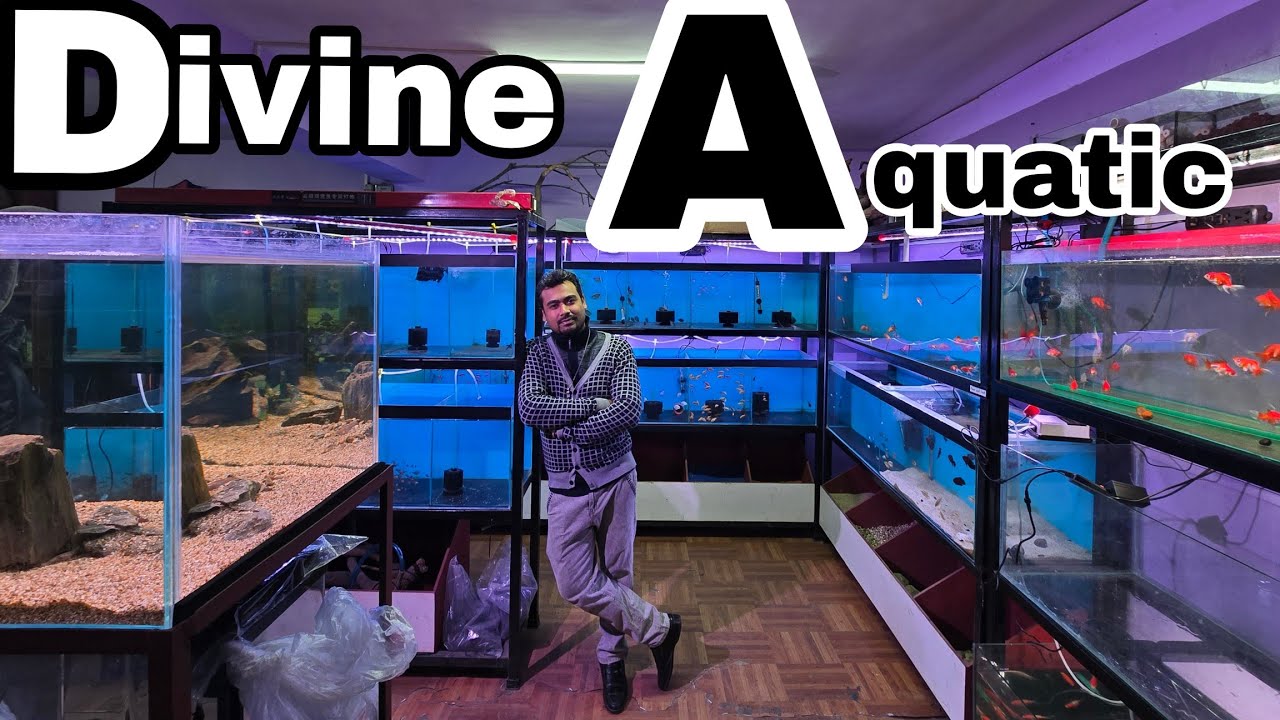 Divine Aquatic Creature- Amazing Aquarium shop in Lalitpur Nepal #aquariumnepal #aquariumvlog 