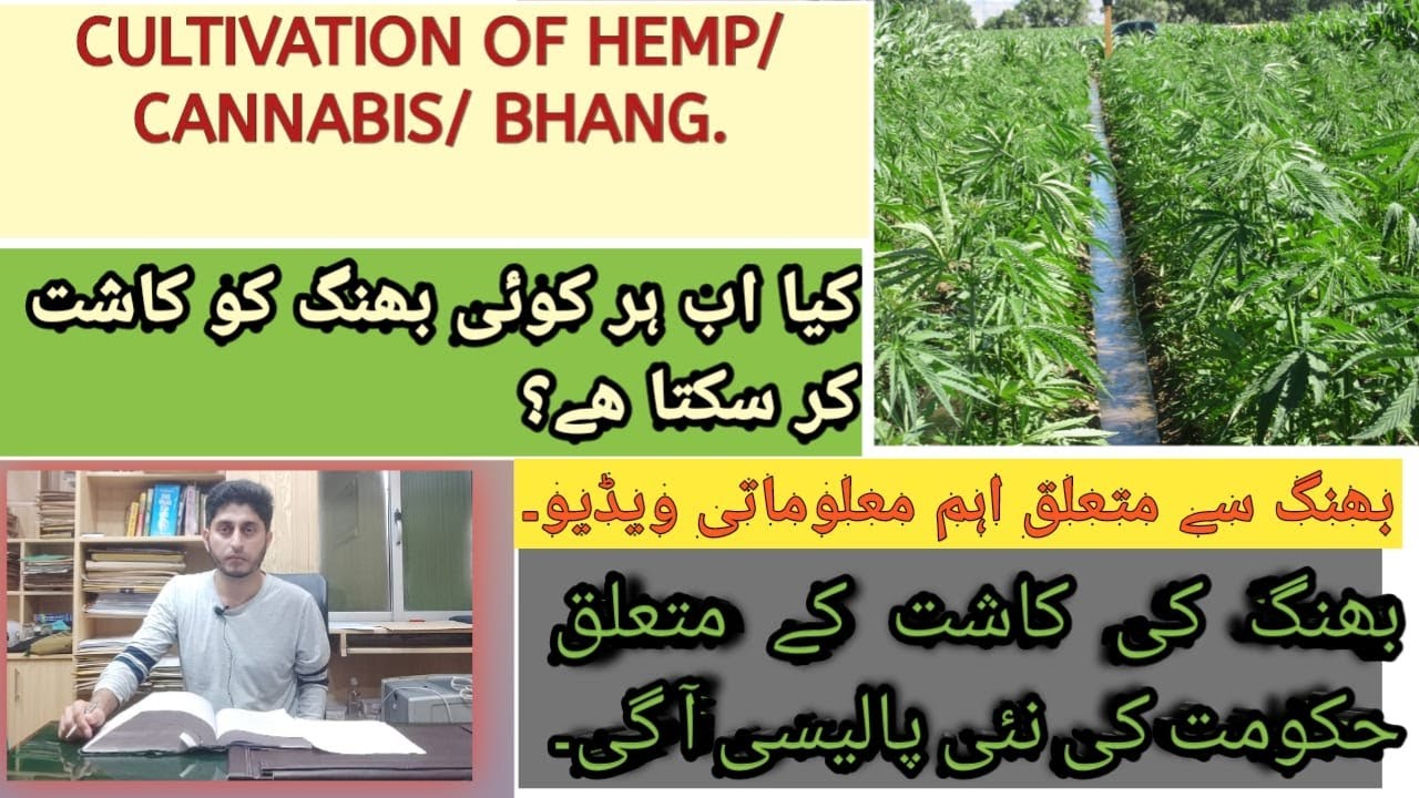 Cannabis/hemp/Bhang cultivation in Pakistan | پاکستان میں بھنگ کی کاشت کی منظوری  |Hindi| |Urdu|
