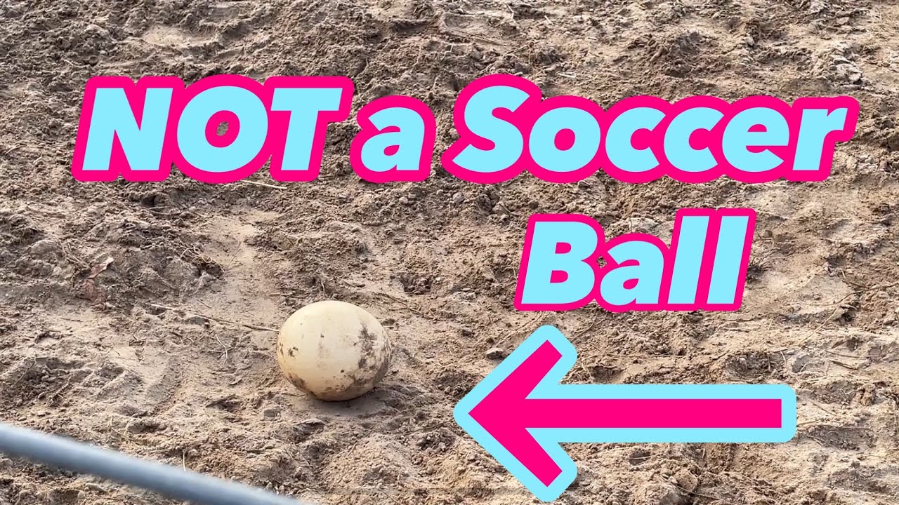 We Are Eggs-cited! My Ostrich Laid An Egg!