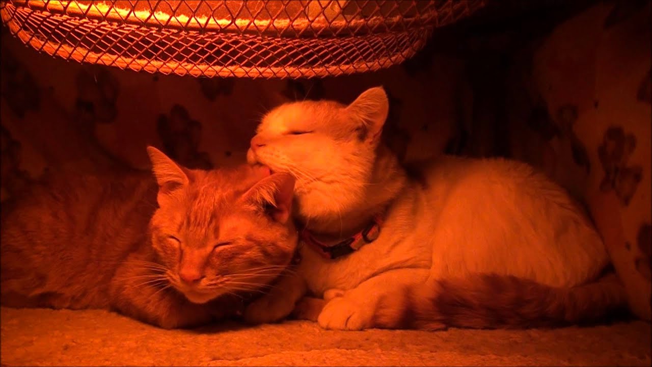茶トラとコタツの中2　Kotatsu