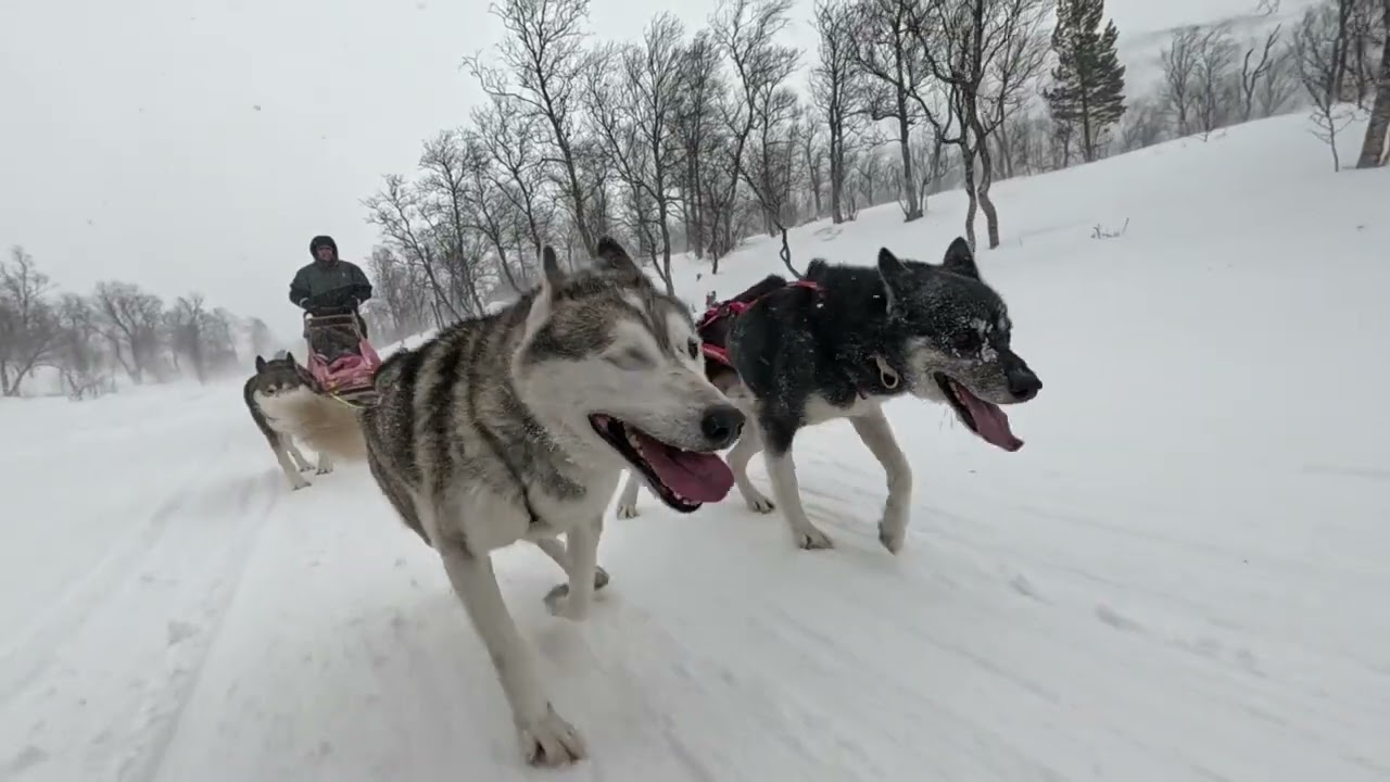 Dog Sledding Evenesdal