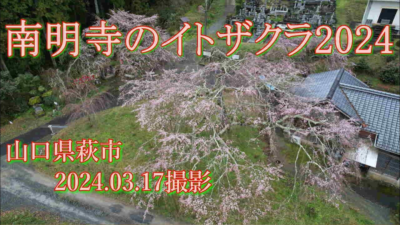 南明寺のイトザクラ2024　2024.03.17撮影