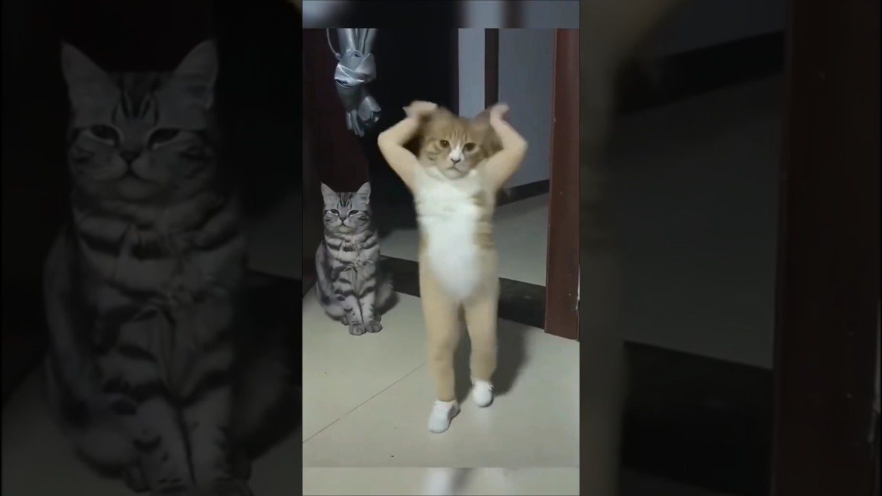 &Ccedil;ok Tatlı 🥰🥰 #kedi #m&uuml;zik #tiktok #dans #şarkı #cute #monkeysevimli #cat #catdoglove