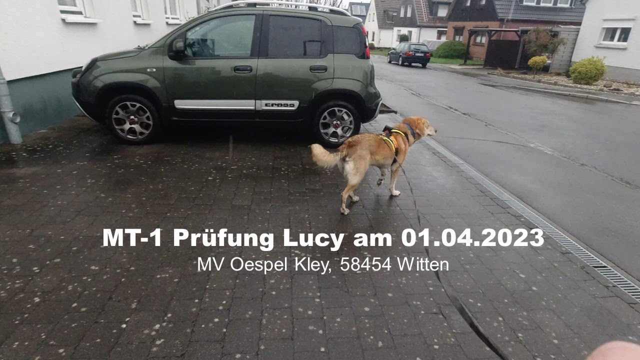 Mantrailing Prüfung MT 1 (DVG Prüfungsordnung)