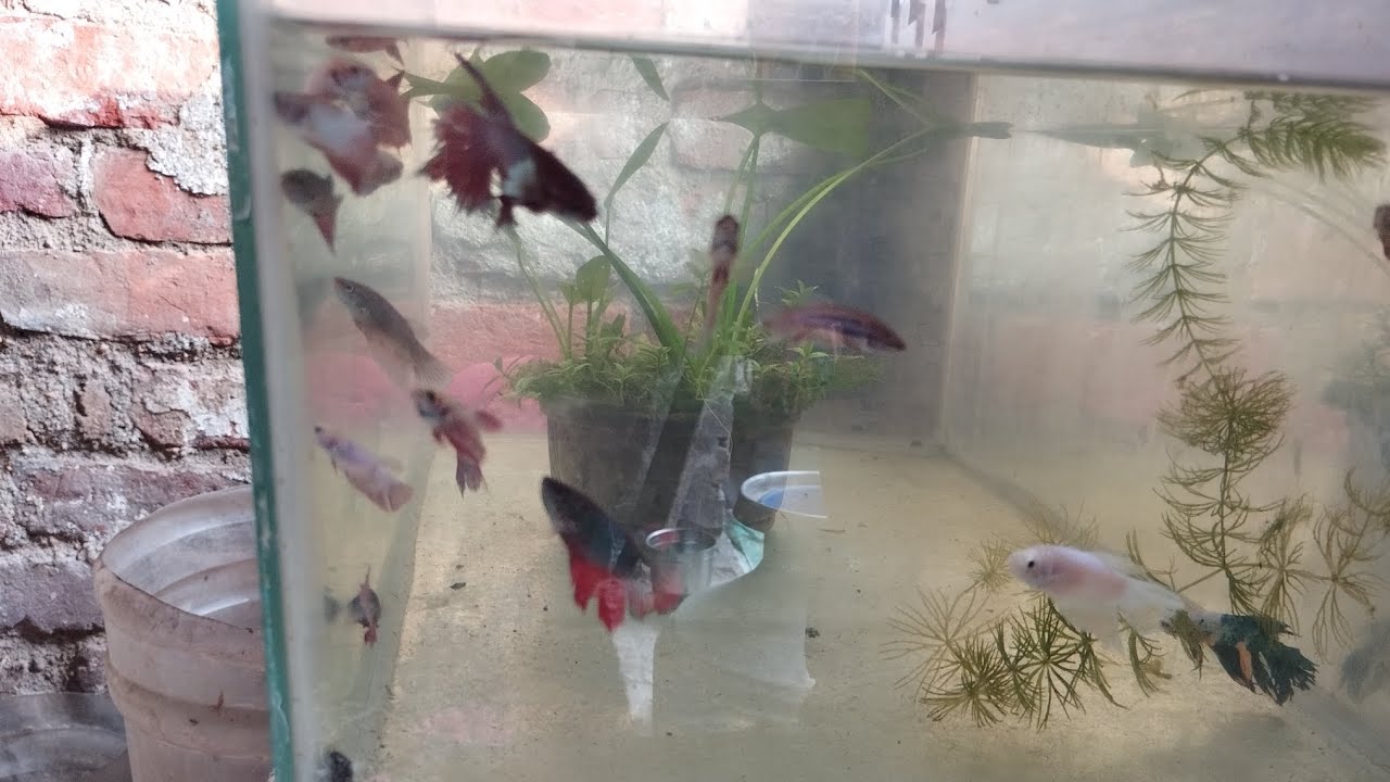 Betta Fish Tank With Simple Natural Plants ❤️