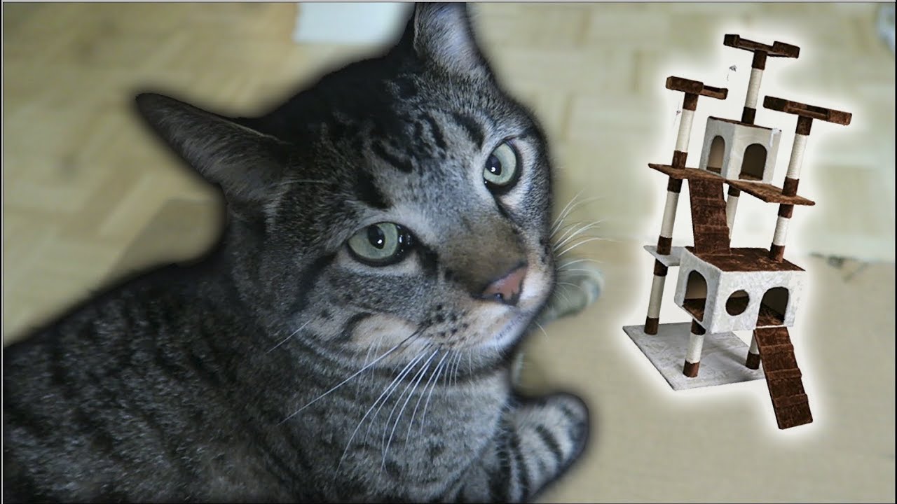 Building my cat a cat tower
