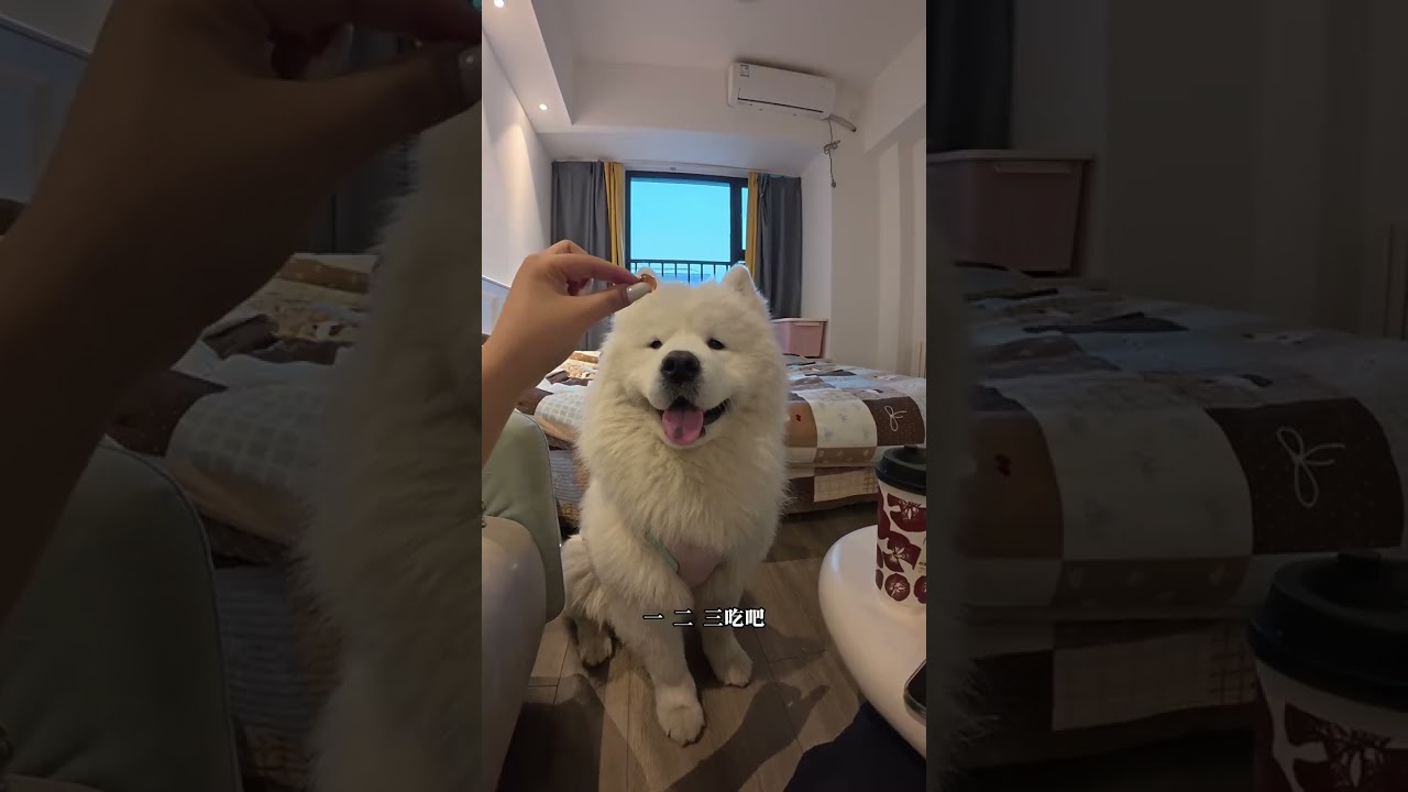 Dog Walking Vlog: My First Steps After Waking Up