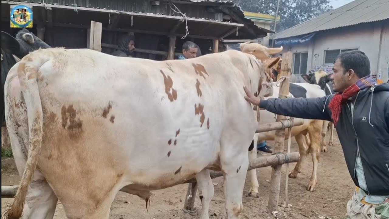 @ 19 February 2026|| মাংসের বড় বড় ষাঁড় গরুর দাম খোচাবাড়ী হাটে||