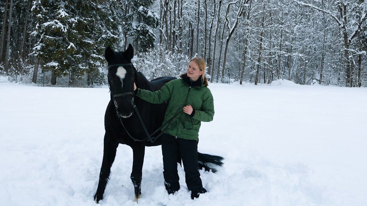 A Calm Winter Day in the HORSE STABLE - Learning from Mindful Animals
