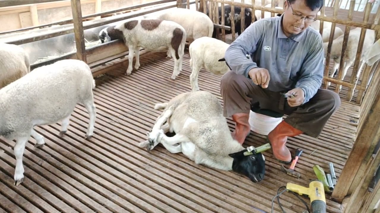 Tutorial Mengatur atau meluruskan Tanduk kambing/domba dan sapi