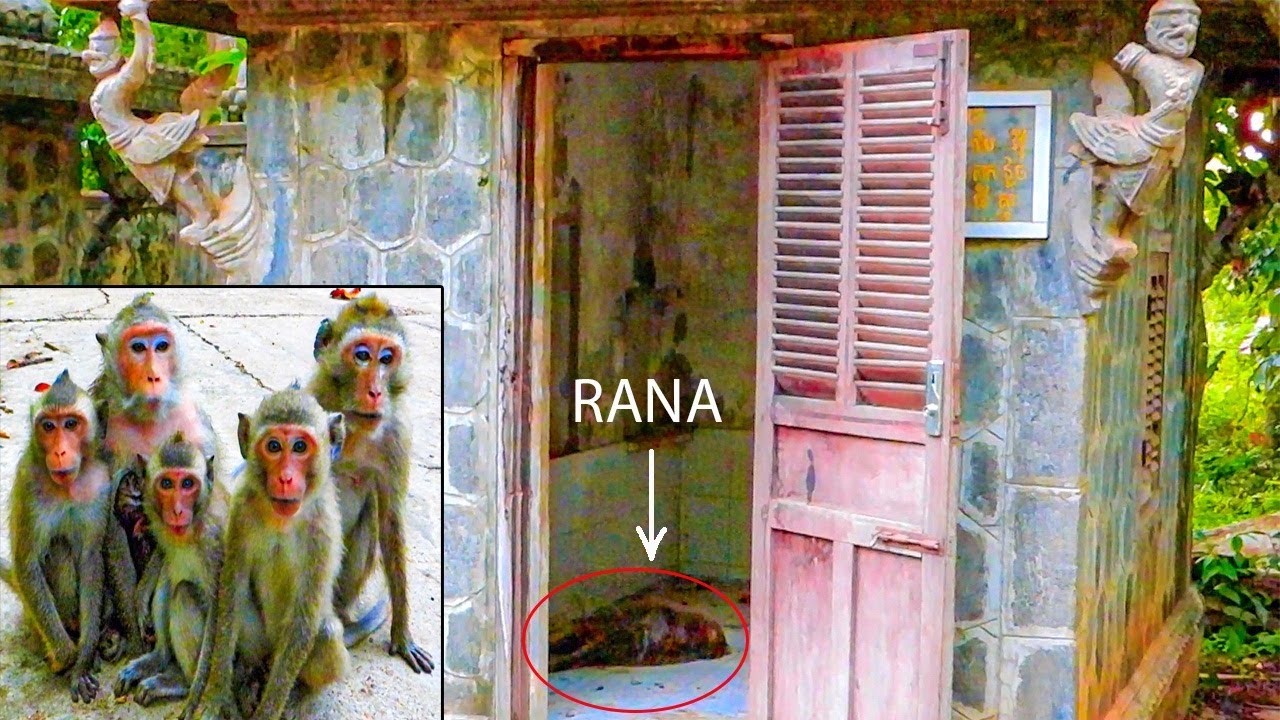Update New!! R😭P..!! Queen monkey RANA-Who took care of her baby (Ramina)? Long-tail monkey.